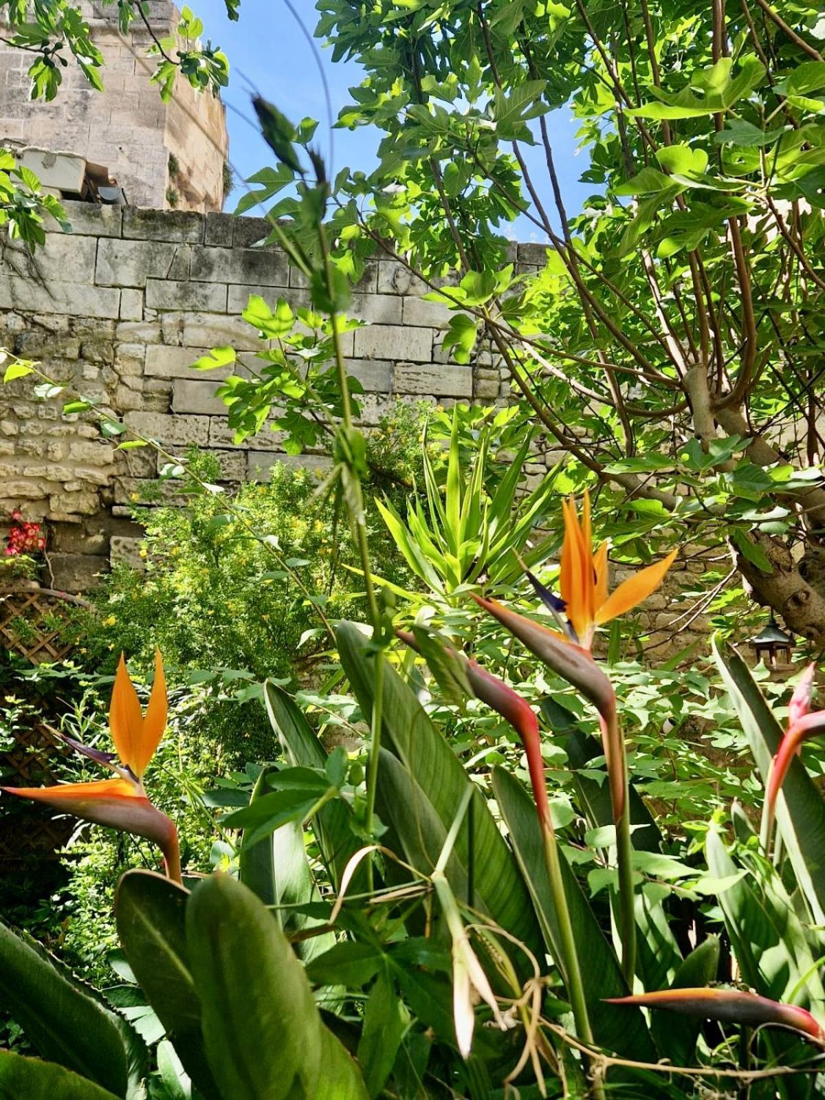 Апартаменти Capucines, Un Jardin Secret Dans Le Centre Historique Арль Екстер'єр фото